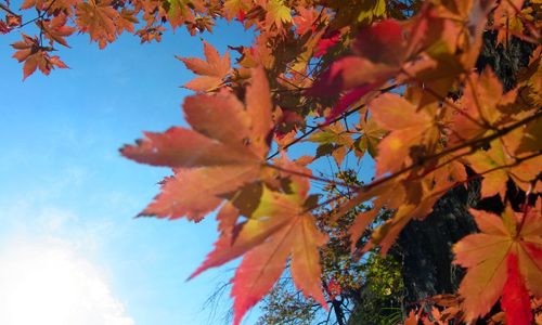 色づいた！小松市荒俣峡の紅葉に行ってみた。