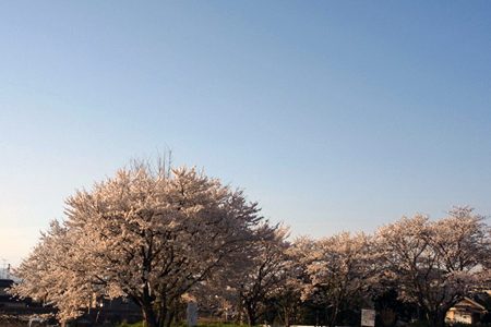 今年の桜、まとめ。