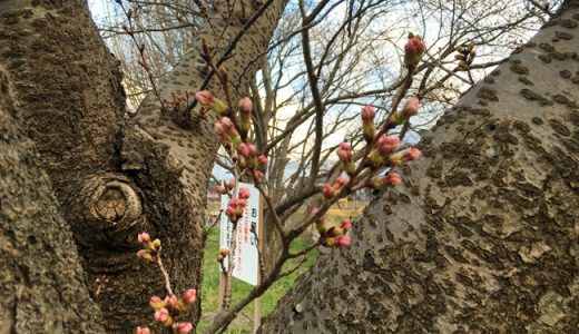 まだまだ、つぼみはかっちかち。桜の開花はまだ先の様です。