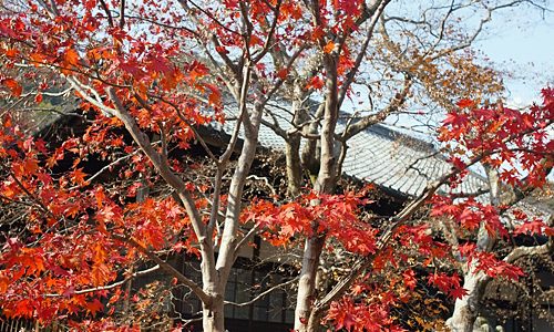 京都でおすすめの紅葉スポットを教えてください。