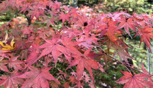 行って来ました！京都嵯峨野の宝筐院。