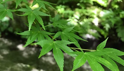 京都八瀬の「瑠璃光院」。青もみじがハンパない美しさ！見とれて来ました。