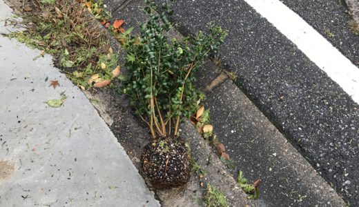 久しぶりの大型台風。家がビシビシ鳴り響いてビビったんだけど・・・