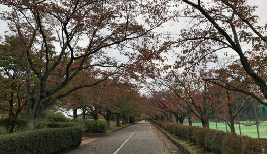 いつもの公園の景色が変わりつつある今日この頃。