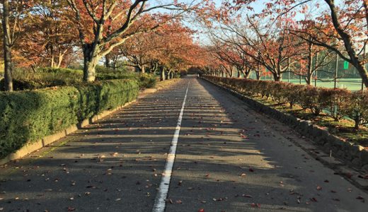 いつもの粟津公園。桜並木の紅葉がピークになってます。