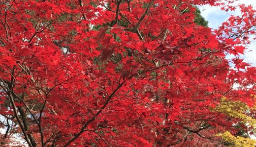 京都永観堂のもみじが素晴らしかった。