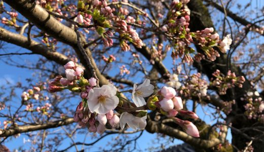 石川県でも桜の開花宣言が出ました。平年より6日早いそうですよ。