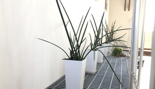 グリーンのきれいな季節になりました。ウプスのグリーンをご紹介。