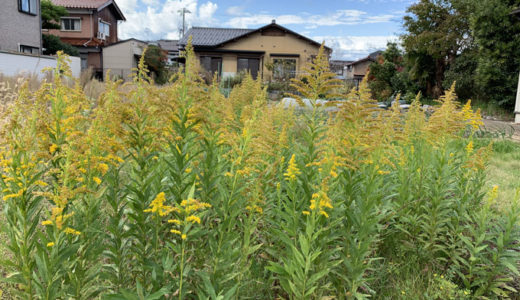 花粉症で大変なこの一週間です。