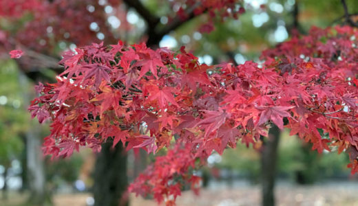 東山・南禅寺の紅葉が見ごろでした。