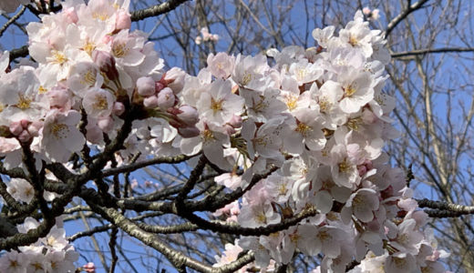 さくら開花。ようやく春がやって来た感じです。