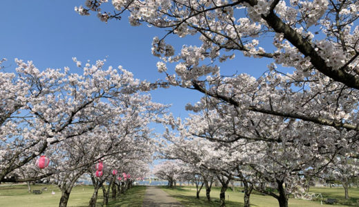 桜が満開で春が来たぁーーー♪