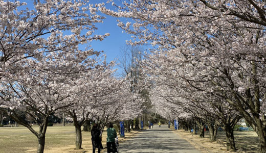 本日は自宅近くの桜の穴場スポットでお花見。きれいと思える自分で良かった！