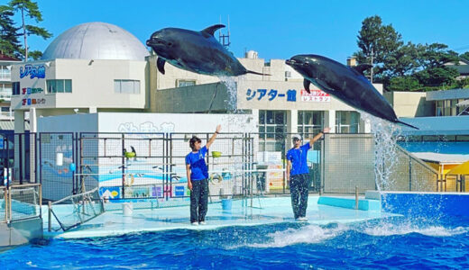 松島水族館でイルカに大興奮！初めての水族館デビュー。