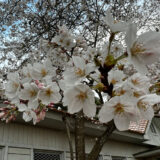 令和4年春、今年も桜の季節になりました。満開までもう少し。