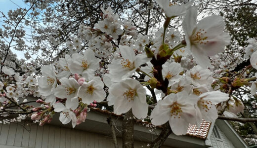 令和4年春、今年も桜の季節になりました。満開までもう少し。