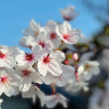 今年の桜は天気が良くて長く楽しめて嬉しいですね！