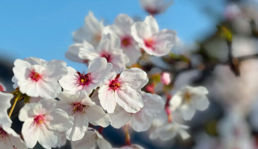 今年の桜は天気が良くて長く楽しめて嬉しいですね！