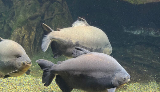 岐阜県にある世界淡水魚水族館に行って来ました。淡水魚が面白いです。