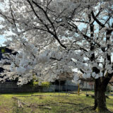 2025年、今年の桜もきれいでした。また、来年の桜まで。