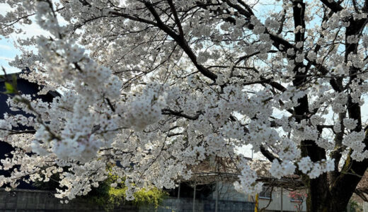 2025年、今年の桜もきれいでした。また、来年の桜まで。