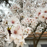 2026年さくらまとめ。来年までまた待ちましょう！