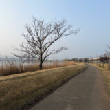 自宅近くの木場潟公園をお散歩中。これからは桜が見頃です。